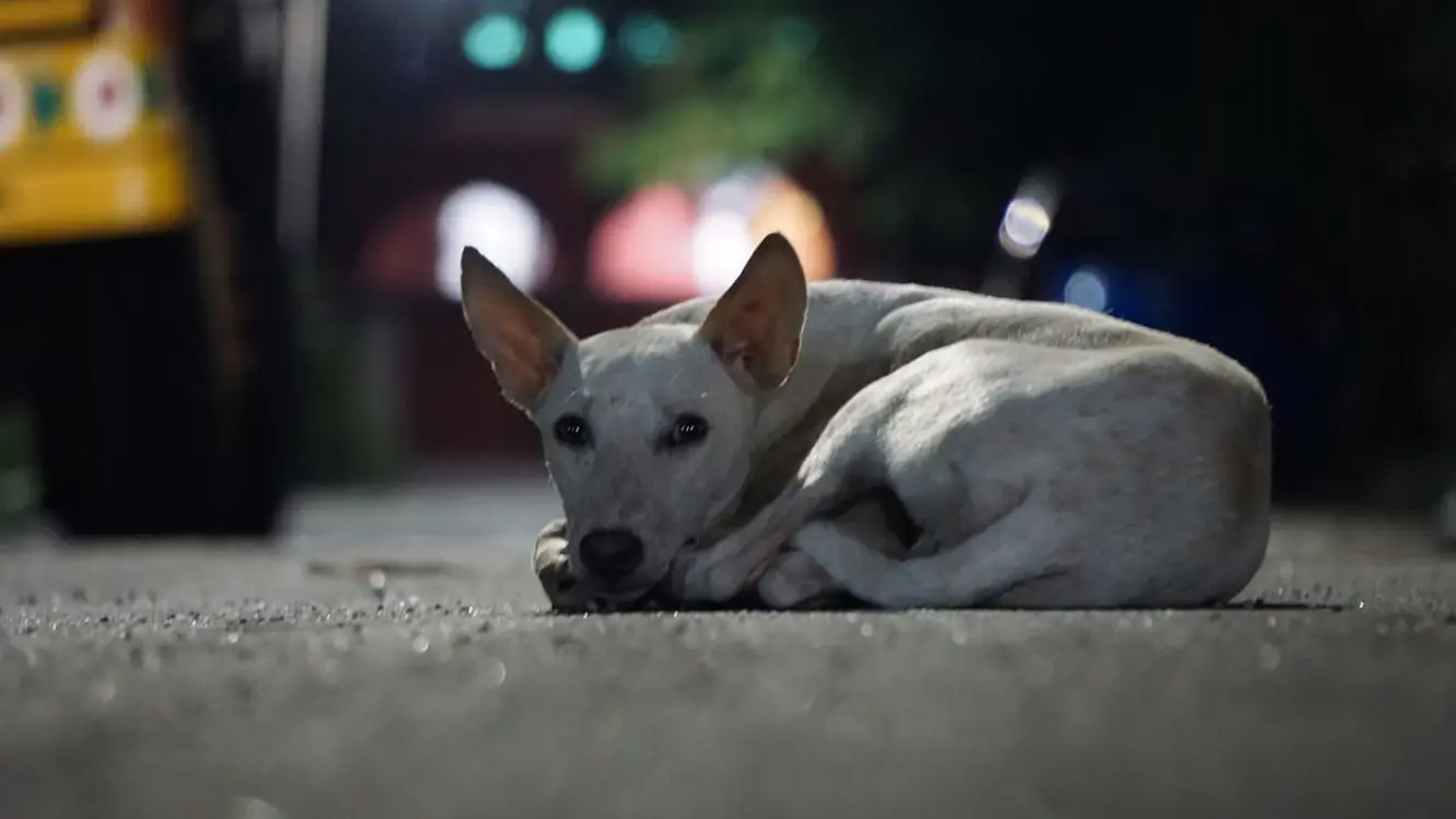 A white dog laying on the ground in front of some trees