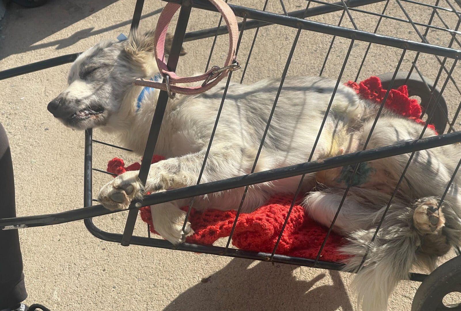 A dog laying in the sun on top of a cart.