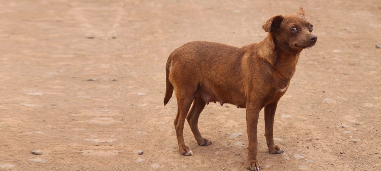 Stray dog - brown nursing female chihuahua mix.