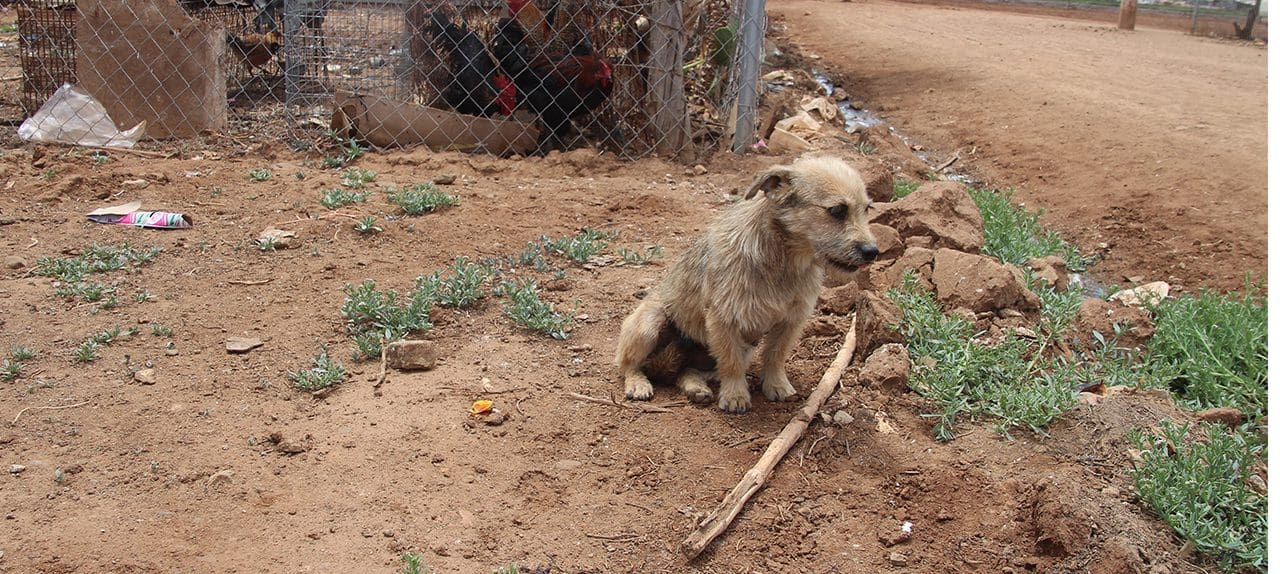 A dog sitting on the ground with its head down.