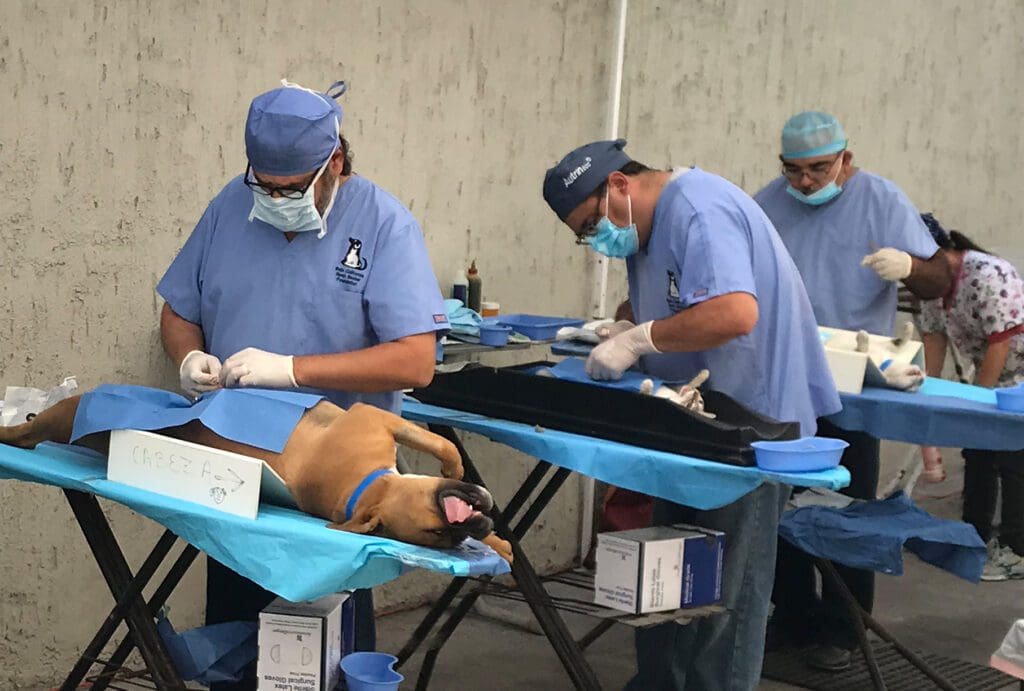 A group of doctors and their dogs working together.