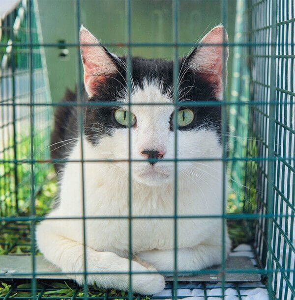 A cat sitting in its cage looking out.