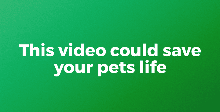 A green background with white text that says " if the video could say it would be your pets life ".