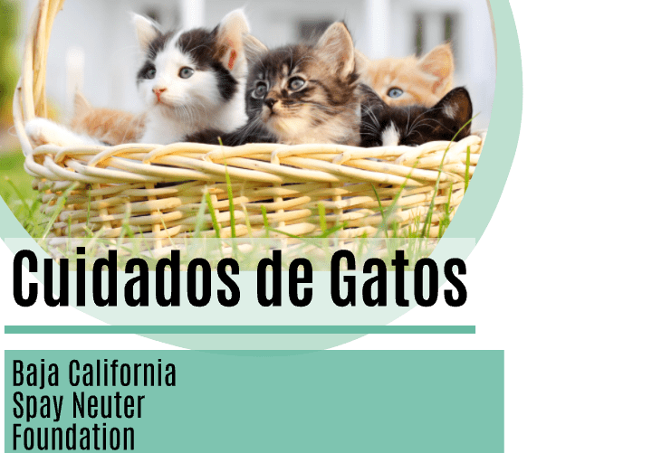 A basket full of kittens with the text " padres de gatos california cluster association ".