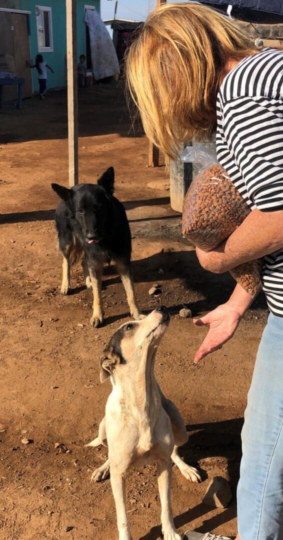 A woman is holding her dog and another dog is standing up.